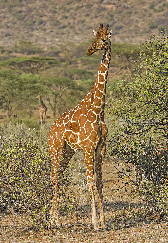 网状长颈鹿(Giraffa camelopardalis reticulata)，也被称为索马里长颈鹿。肯尼亚桑布鲁国家保护区。喂食。